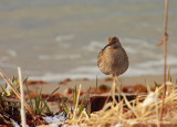 Whimbrel (Numenius phaeopus)