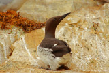 Common Guillemot (Uria aalge)