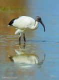 sacred ibis (Threskiornis aethiopicus)