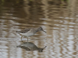 Wood sandpiper.