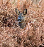 Roe deer, Doe.