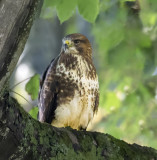 Buzzard.Juv.