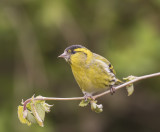 Siskin, male.