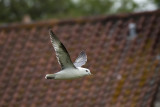 Fulmar