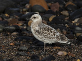  Mediterranean gull (juvenile)