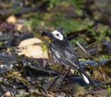 Pied Wagtail.