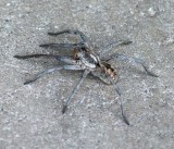 Wolf Spider