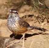 Catus Wren