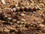 Variable Sandsnake