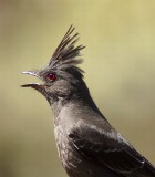 Phainopepla