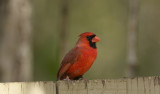 Northern Cardinal 