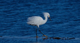 Snowy Egret