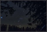 Orion among Spruce trees