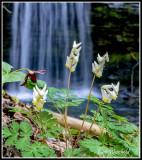 Campbell Run falls with Dutchmens Breeches