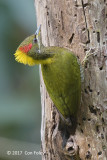 Yellownape, Lesser (female) @ Mager Trail