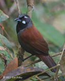 Babbler, Black-throated