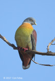 Pigeon, Little Green (male)