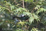 Cochoa, Green (male) @ Doi San Ju