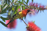 Sunbird, Mrs. Goulds (male) @ Doi Ang Khang