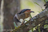 Cutia, Himalayan (female) @ Doi San Ju