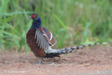 Pheasant, Mrs. Humes (male) @ Doi San Ju