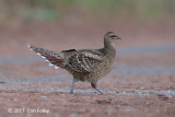 Pheasant, Mrs. Humes (female) @ Doi San Ju