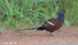 Pheasant, Mrs. Humes (male) @ Doi San Ju