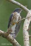 Cuckoo, Hodgsons Hawk (adult) @ Bidadari