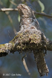 Frogmouth, Hodgsons (male on nest) @ Doi San Ju