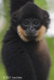 Gibbon, Buff-cheeked (male) @ Cat Tien