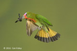 Bee-eater, Red-bearded (female)