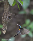 Sunbird, Copper-throated (male) @ SBWR