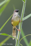 Prinia, Yellow-bellied @ Kranji Marsh