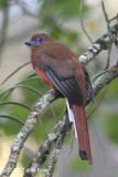 Trogon, Red-headed (female) @ Bishops Trail