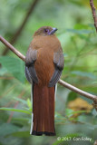 Trogon, Red-headed (female) @ Bishops Trail