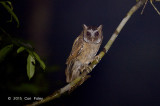 Owl, White-fronted Scops