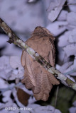 Frogmouth, Large