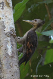 Woodpecker, Orange-backed (female)