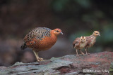 Partridge, Ferruginous @ Bukit Tinggi