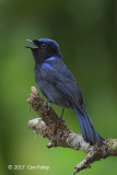 Niltava, Large (male) @ Jalan Mager