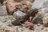 Mole Cricket (sp)