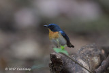 Flycatcher, Tickell's Blue (male) @ Cat Tien
