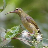 Spiderhunter, Yellow-eared