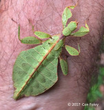 Leaf Insect @ New Road