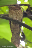 Frogmouth, Goulds @ Lanchang