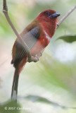 Trogon, Red-headed (male) @ Jalan Air Terjun