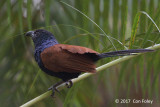 Coucal, Short-toed