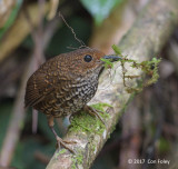 Cupwing, Pygmy @ Jalan Valley