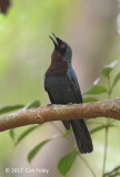 Philentoma, Maroon-breasted (male)