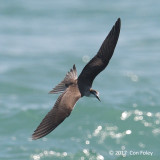 Tern, Bridled @ Straits of Singapore